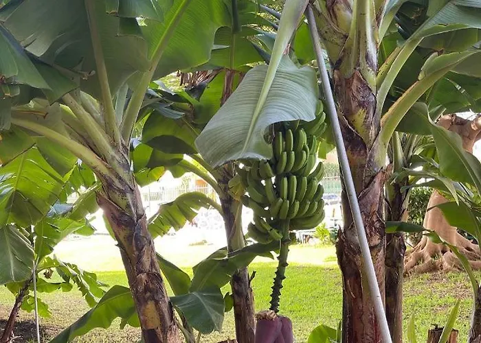 Апартаменти Seaview Cactus