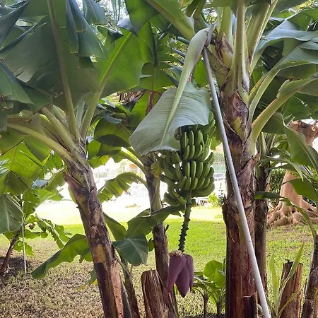 Apartman Seaview Cactus