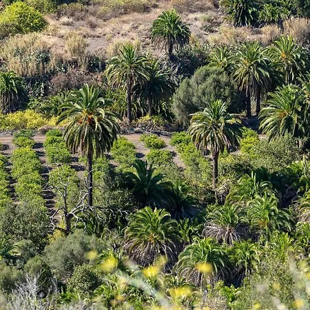 Seaview Cactus Playa del Ingles (Gran Canaria)